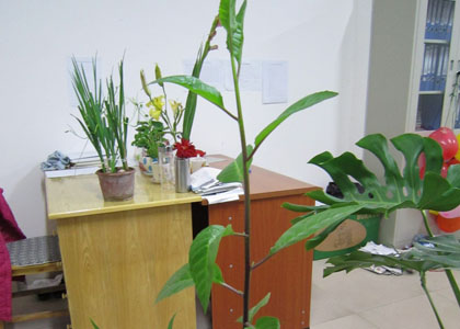 办公室植物
