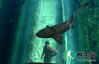 “捕食者”泻湖