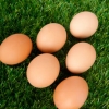 教你正确区别七类“假鸡蛋”
